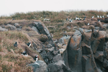 beautiful puffins birds on grass and rocks, vik dyrholaey, reynisfjara beach, iceland
