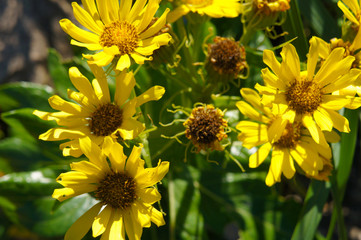 Balsamorhiza sagittata or arrowleaf balsamroot yellow flowers with green