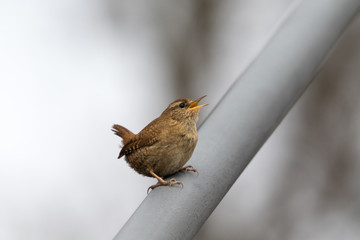 Zaunkönig singt im Frühling auf einer Stahltrosse einer Brücke