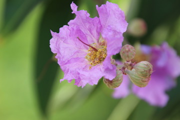 Lagerstroemia speciosa (L.) Pers. Queen's Flower, Queen's crape myrtle, Pride of India, Jarul, Pyinma, is Purple flower.