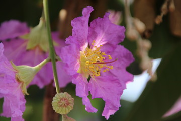 Lagerstroemia speciosa (L.) Pers. Queen's Flower, Queen's crape myrtle, Pride of India, Jarul, Pyinma, is Purple flower.