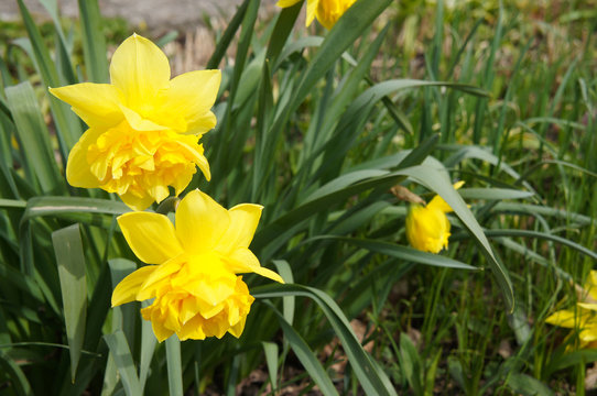 Narcissus dick wilden yellow flowers with green