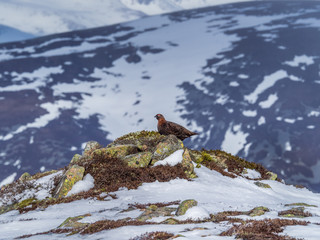 A Male Red Grouse on the spring snowfields above Glenshee in Scottish Highlands looking for food