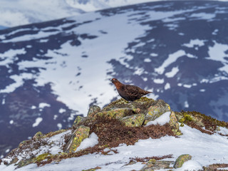 A Male Red Grouse on the spring snowfields above Glenshee in Scottish Highlands looking for food