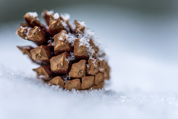 pine cone on snow.