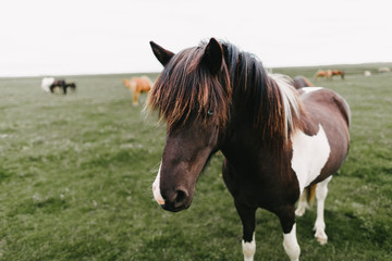 beautiful white and brown horse standing on green pasture in iceland