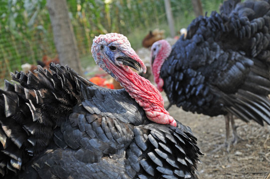 male turkey