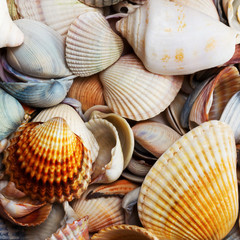 Variety of seashells