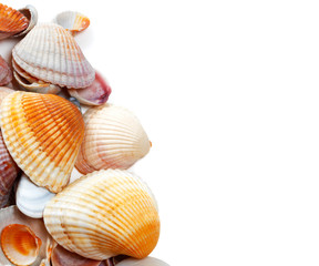 Seashells isolated on white
