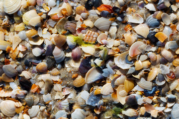 Broken seashells on wet sand beach