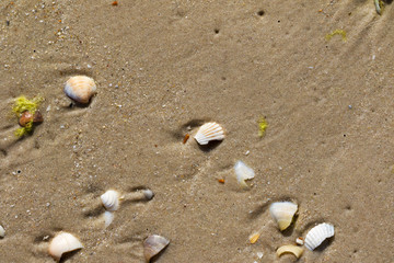 Fototapeta na wymiar Brocken seashells and wet sand beach