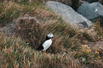 beautiful puffin bird standing on grass, vik dyrholaey, reynisfjara beach, iceland