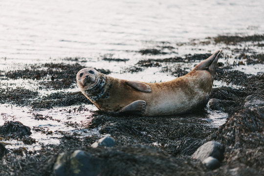 sea lion lying on coast with rocks and seaweeds in ytri tunga, iceland