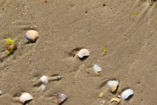 Brocken seashells and wet sand beach