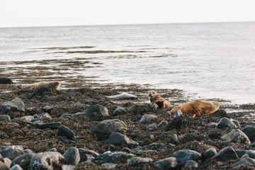beautiful sea lions lying on rocky seashore in iceland