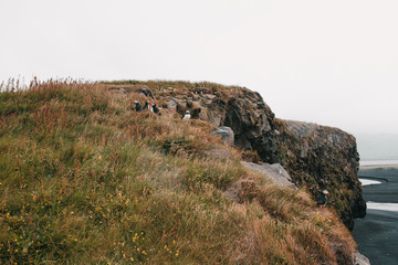 beautiful puffins on grass and rocks in iceland, vik dyrholaey, reynisfjara beach, iceland