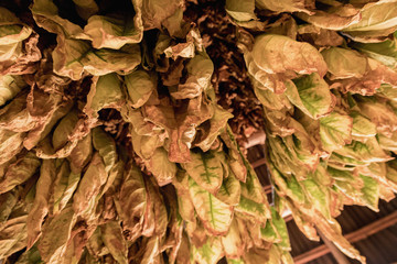 Drying Tobacco Leaves Authentically on Farm