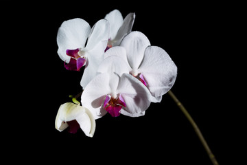White phalaenopsis orchid isolated on black background.
