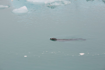 Fototapeta premium sea lion swimming in cold grey water with icebergs, iceland