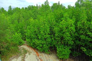 Obraz premium Mangrove, mangrove forest