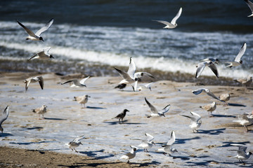 Gulls on the beach flying and looking for food, Baltic sea.