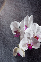 White phalaenopsis orchid with splashes of water on black background.
