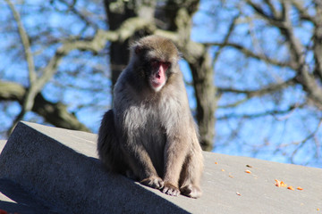 snow monkey or Japanese macaque (Macaca fuscata) on mountain