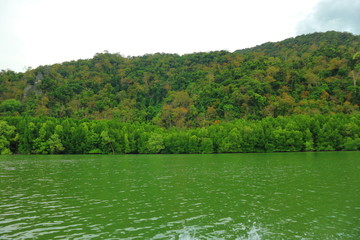 Mangrove, mangrove forest