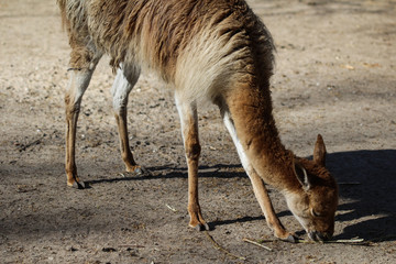 vicuña or vicugna (Vicugna vicugna)