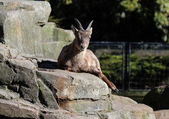 steinbock or Alpine ibex goat (Capra ibex) on mountain
