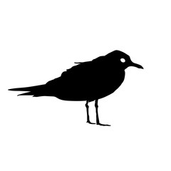 Seagull Bird black silhouette isolated on white background. Vector illustration