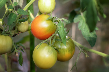 Ripe natural tomatoes growing on a branch in a greenhouse.