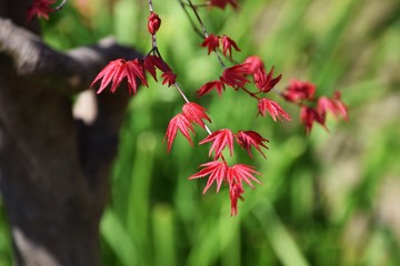 Kind of spring red leaf Maple
