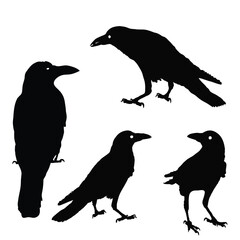 silhouette of a crows in different positions. vector illustration. black ravens on grey. Isolated. rook illustration. - obrazy, fototapety, plakaty