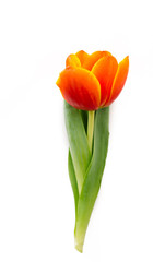 Blossoming tulips on a white background. Isolate, the concept of spring