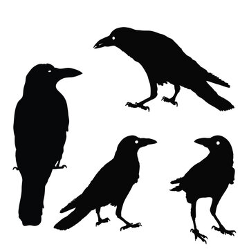 silhouette of a crows in different positions. vector illustration. black ravens on grey. Isolated. rook illustration.