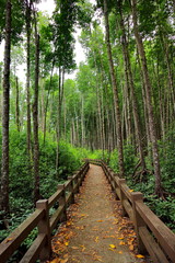 Wooden bridge of walkway inside tropical mangrove forest covered by green mangrove tree.