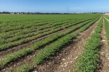 Rows of humus crops in a field