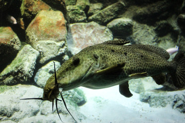 African giraffe catfish (Auchenoglanis occidentalis) swimming underwater