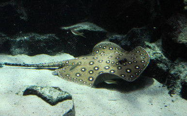 ocellate river stingray (Potamotrygon motoro) swimming underwater