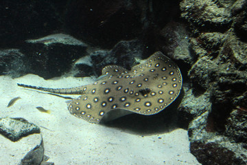 ocellate river stingray (Potamotrygon motoro) swimming underwater