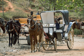 Horse-drawn carriage. A horse with a carriage standing in the countryside.
