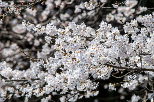 japanese cherry "sakura" blossom 