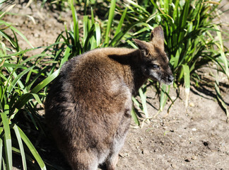 Fototapeta premium Red necked wallaby or Bennett wallaby (Macropus rufogriseus)