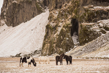 beautiful icelandic horses grazing near cliffs with snow