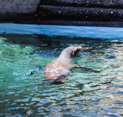 Obraz premium California sea lion (Zalophus californianus) swimming in lake