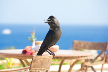 raven bird sitting on chair closeup on nature background