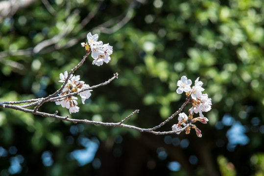 japanese cherry "sakura" blossom 