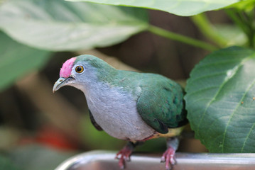 beautiful fruit dove (Ptilinopus pulchellus)