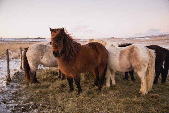 beautiful icelandic horses standing on grass with snow